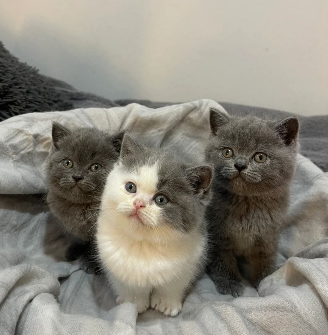 Wunderschöne, kräftige Britisch-Kurzhaar-Kätzchen 🐈