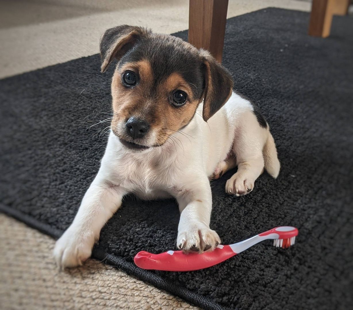 Jack-Russell-Welpen zu verkaufen