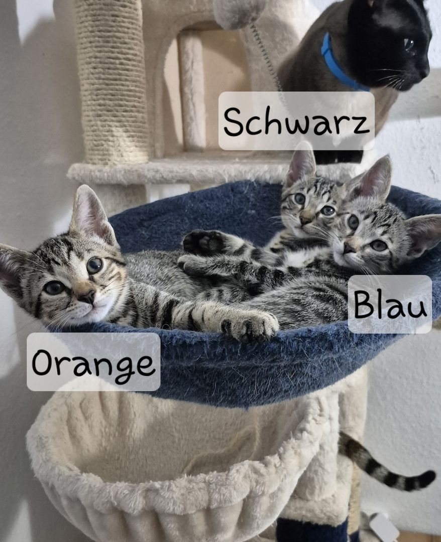 Wunderschöne Bengal-Siam Mix