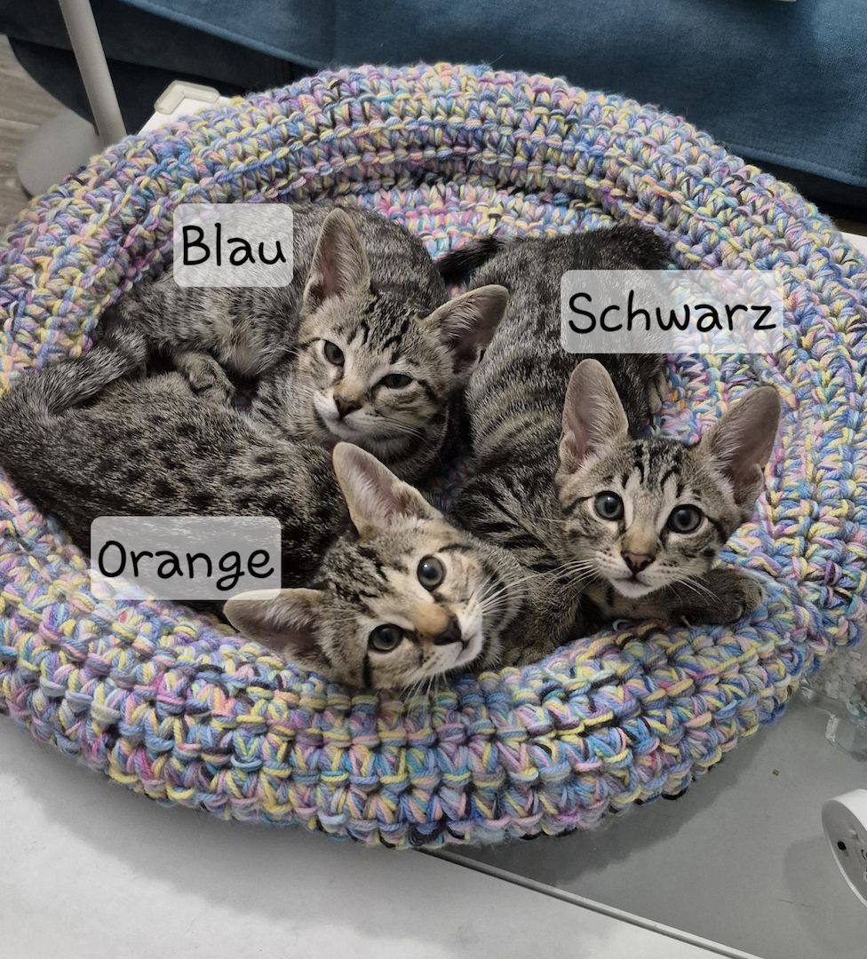 Wunderschöne Bengal-Siam Mix