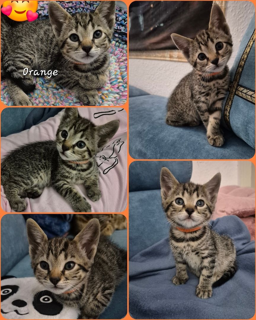 Wunderschöne Bengal-Siam Mix