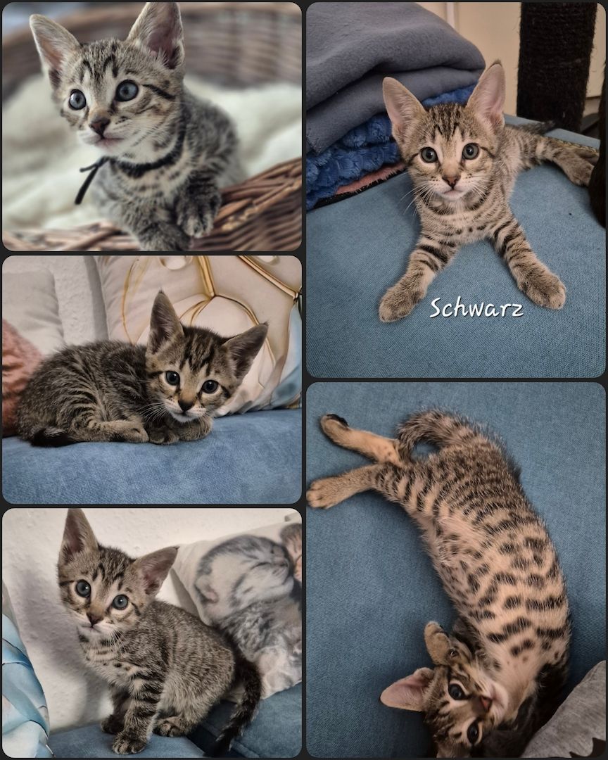 Wunderschöne Bengal-Siam Mix