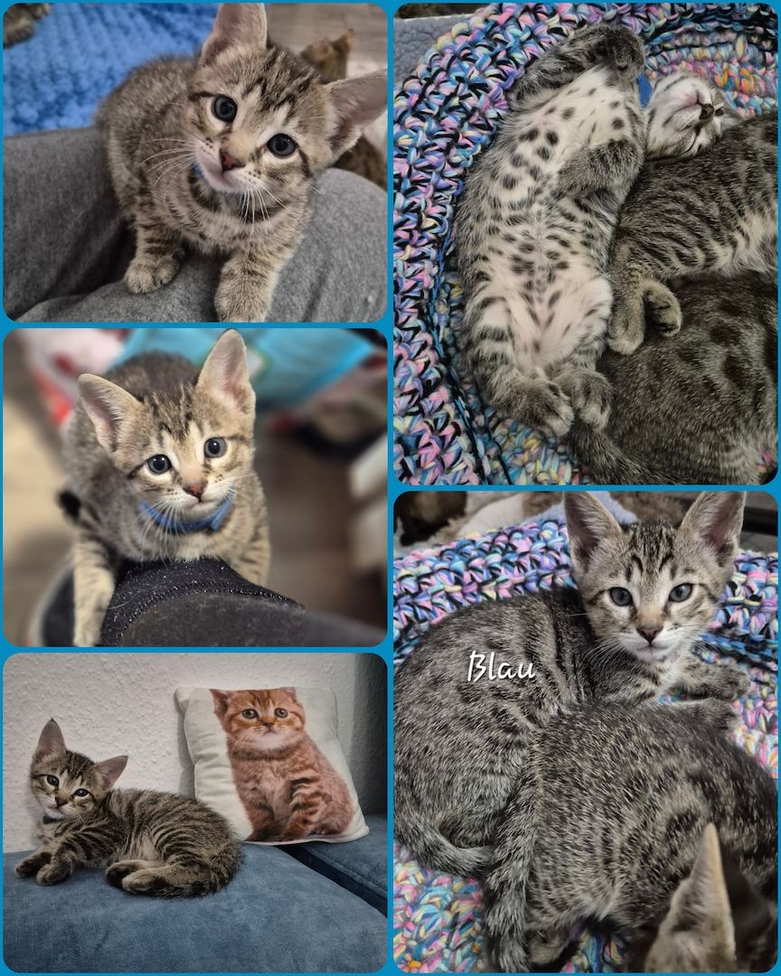 Wunderschöne Bengal-Siam Mix