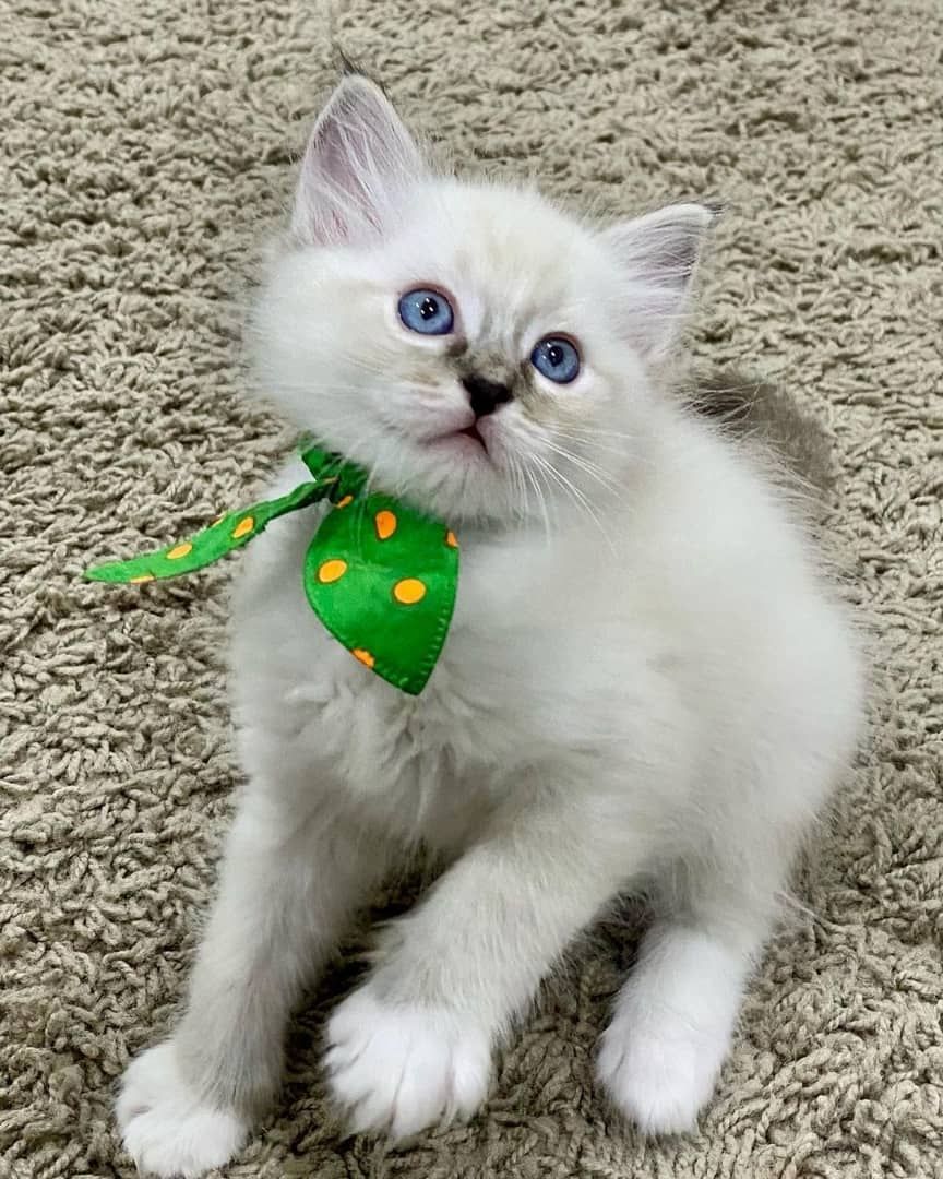 Ragdoll-Kätzchen abzugeben
