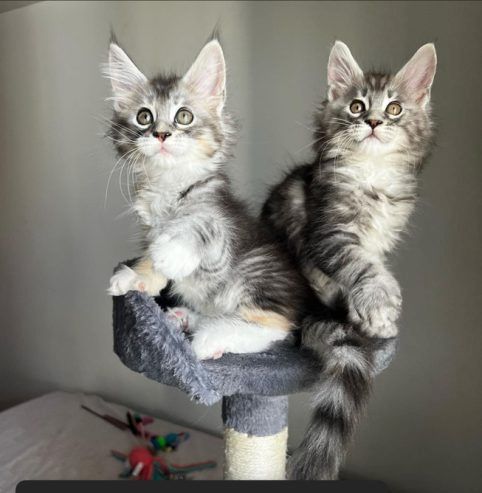 Gesunde Maine-Coon-Kätzchen suchen ein neues Zuhause