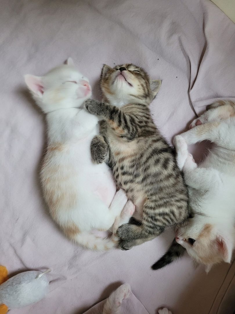 4 reinrassige BKHs abzugeben (08.05.26 geboren)