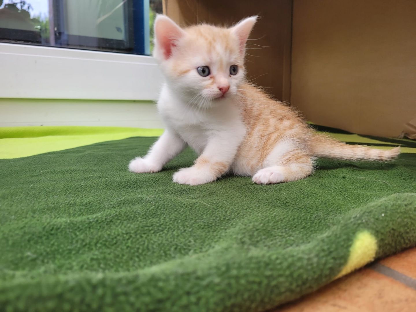 4 reinrassige BKHs abzugeben (08.05.26 geboren)