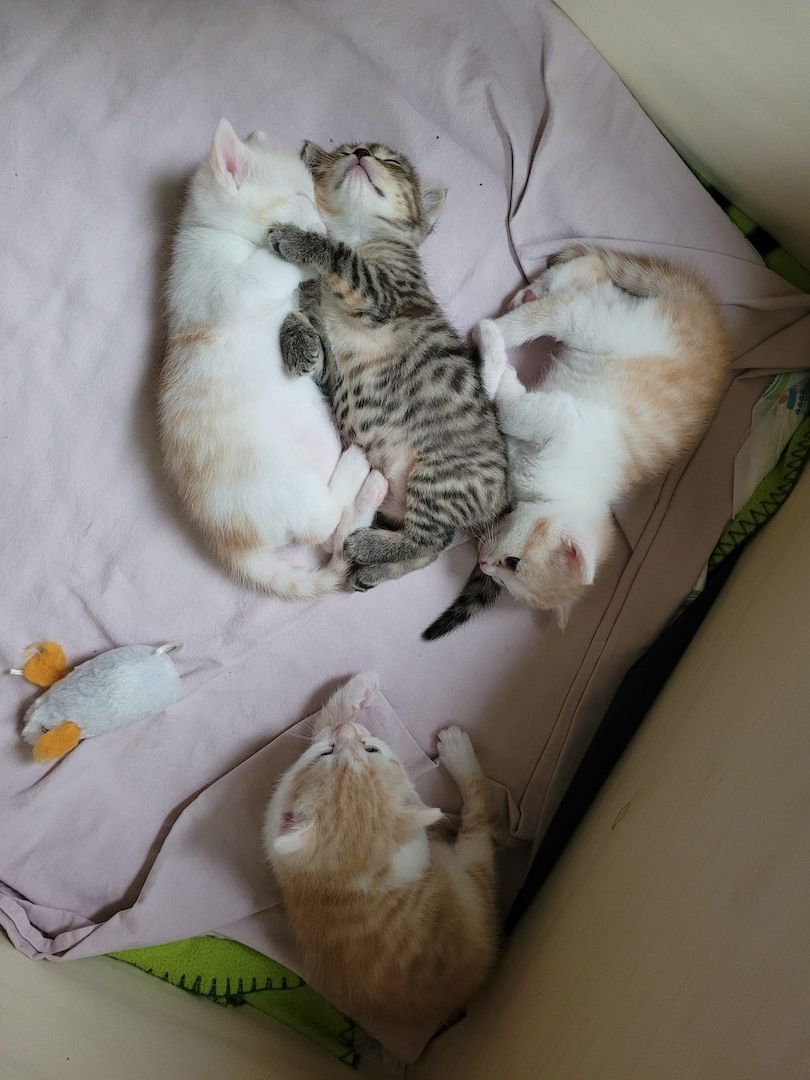 4 reinrassige BKHs abzugeben (08.05.26 geboren)