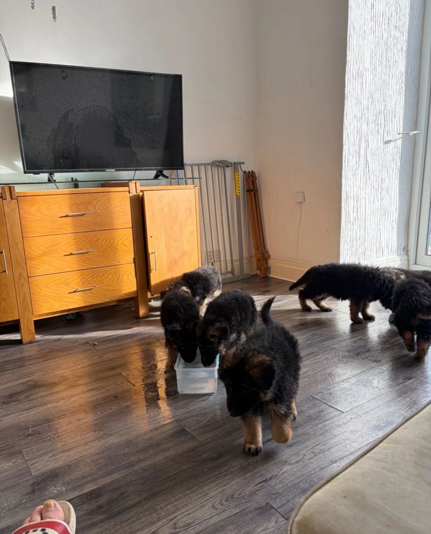 Langhaarige Deutsche Schäferhunde Berlin