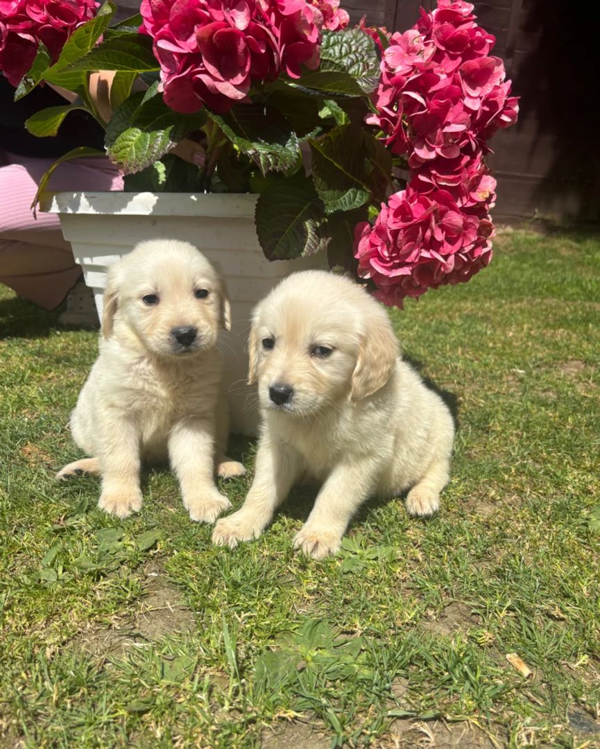 Golden-Retriever-Welpen in Köln zu verkaufen.
