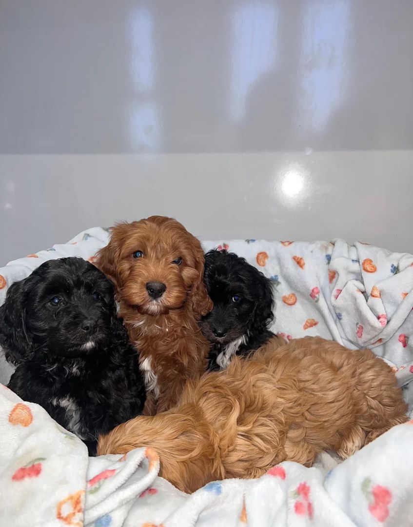 Cavapoo-Welpen Köln zu verkaufen.