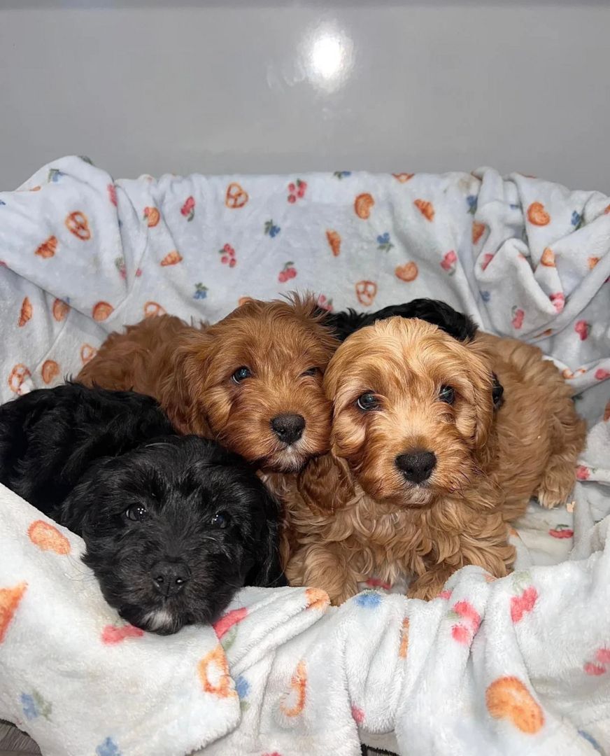 Cavapoo-Welpen Köln zu verkaufen.