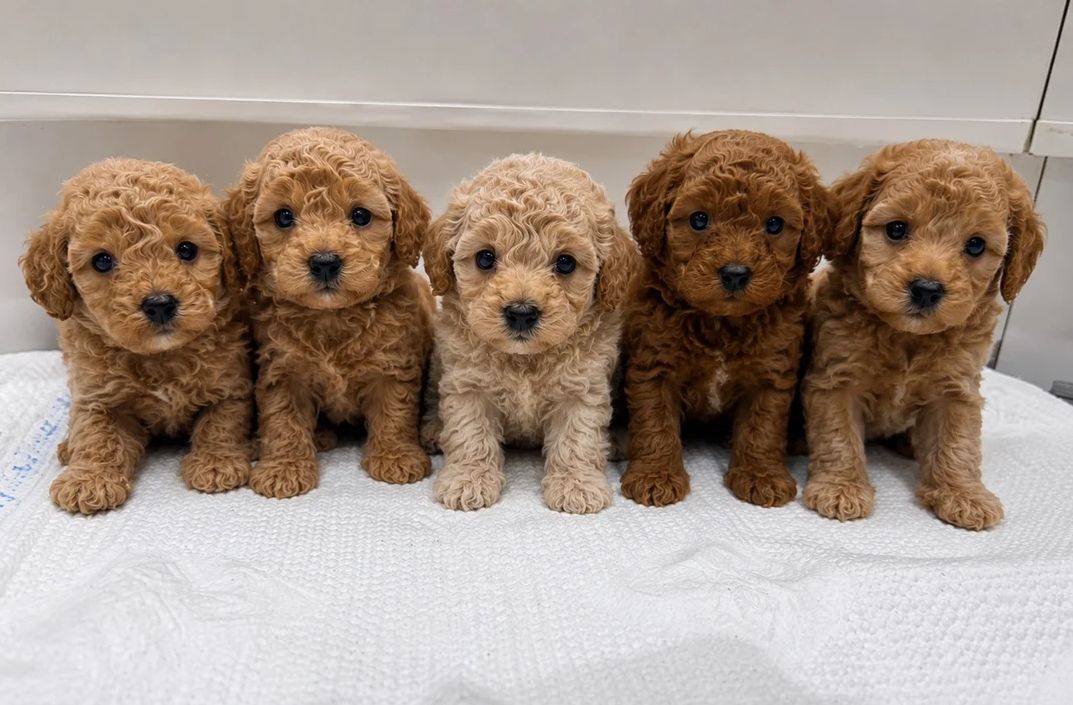 Cavapoo-Welpen (Toy-Rasse) zu verkaufen.