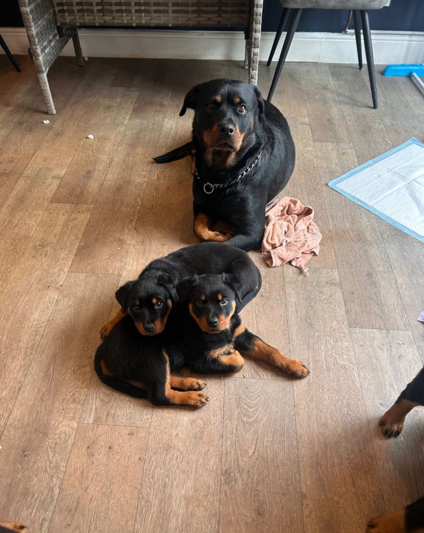 Rottweilerwelpen in Frankfurt abzugeben!