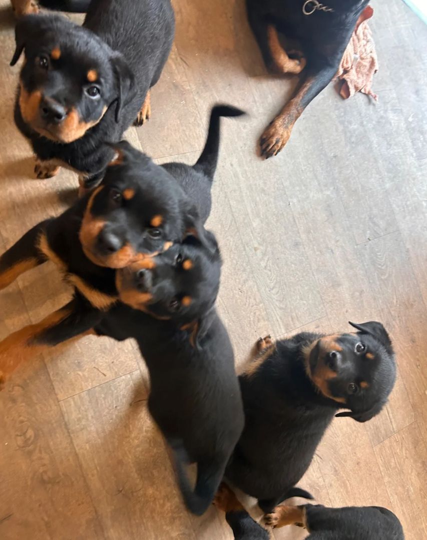 Rottweilerwelpen in Frankfurt abzugeben!