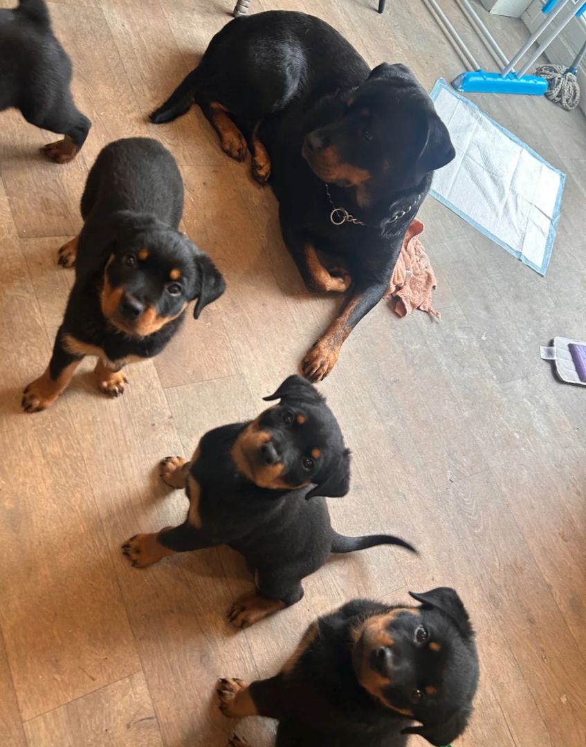 Rottweilerwelpen in Frankfurt abzugeben!