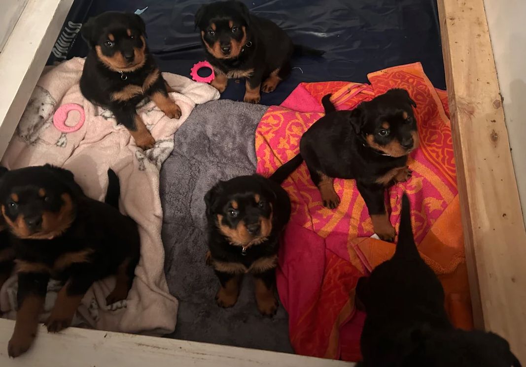 Rottweilerwelpen in Frankfurt abzugeben!