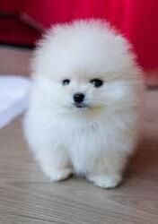Hübsche und gesunde Pomeranian-Welpen abzugeben