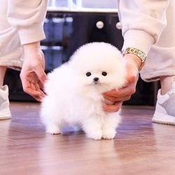 Superniedliche Pomeranian-Welpen