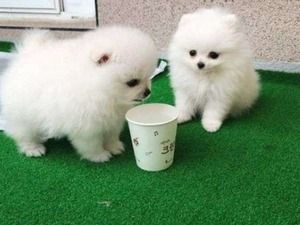 Super Pomeranian Zwergspitz-welpen