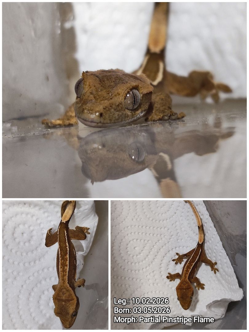 Correlophusciliatus Kronengecko