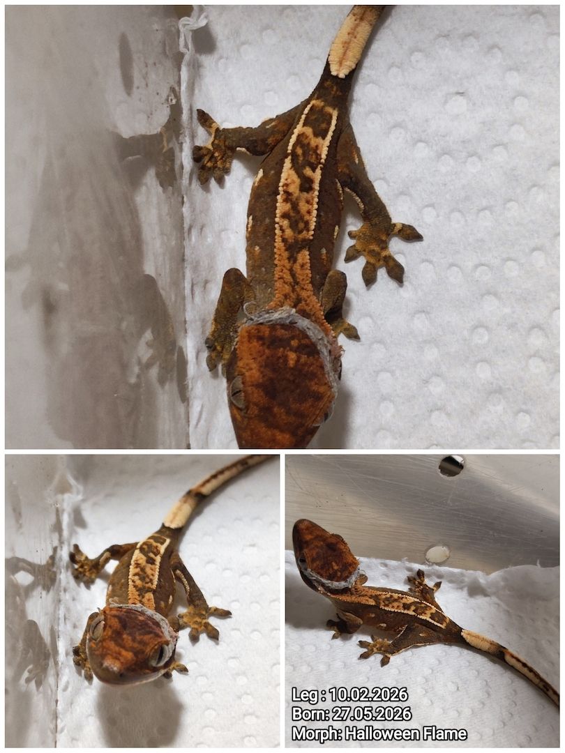 Correlophusciliatus Kronengecko