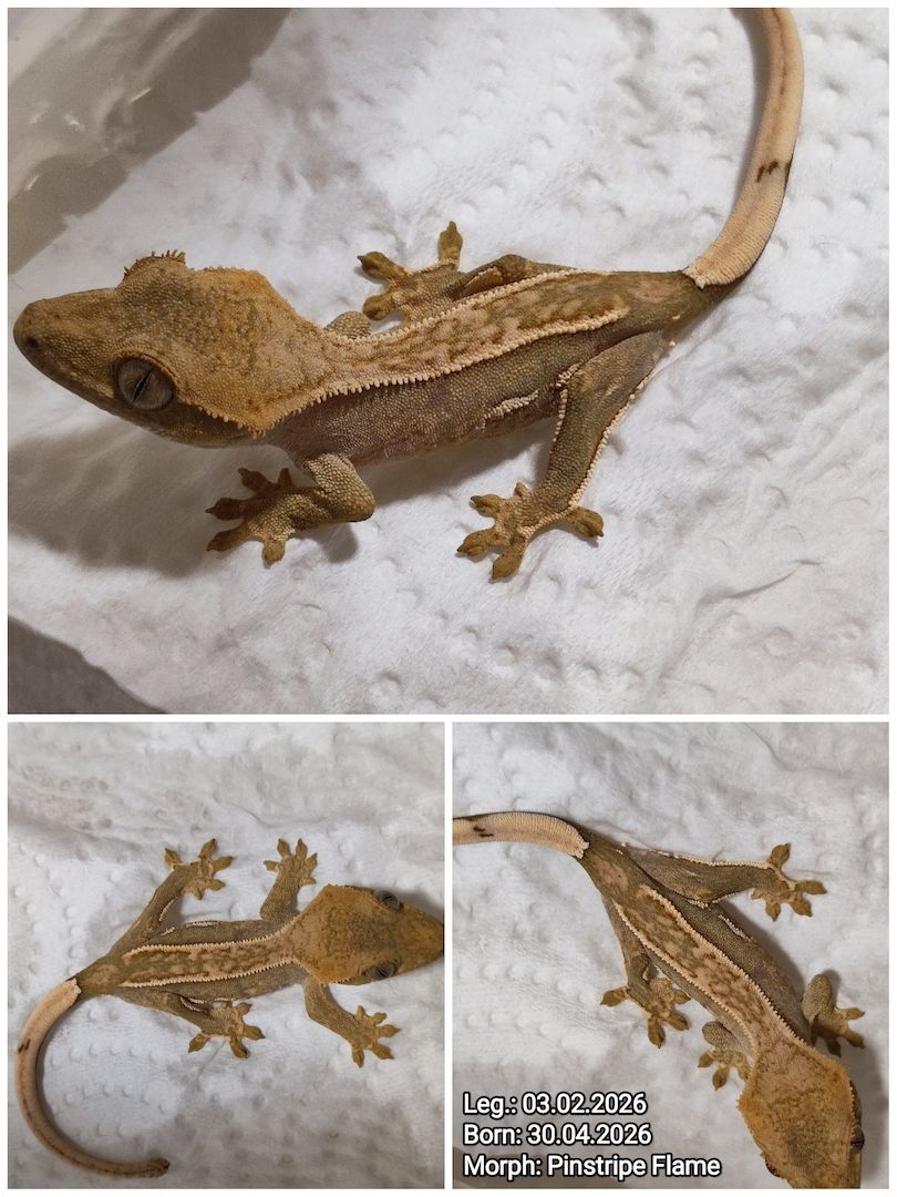 Correlophusciliatus Kronengecko