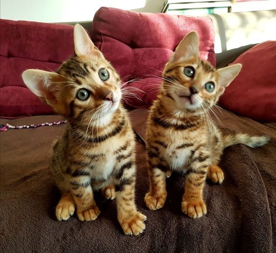 Bengal-Kätzchen in liebevolle Hände abzugeben