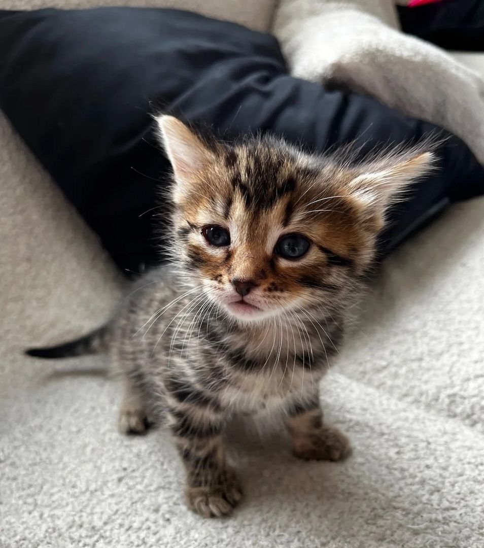 Wunderschöne Bengal-Kätzchen – bald abgabebereit
