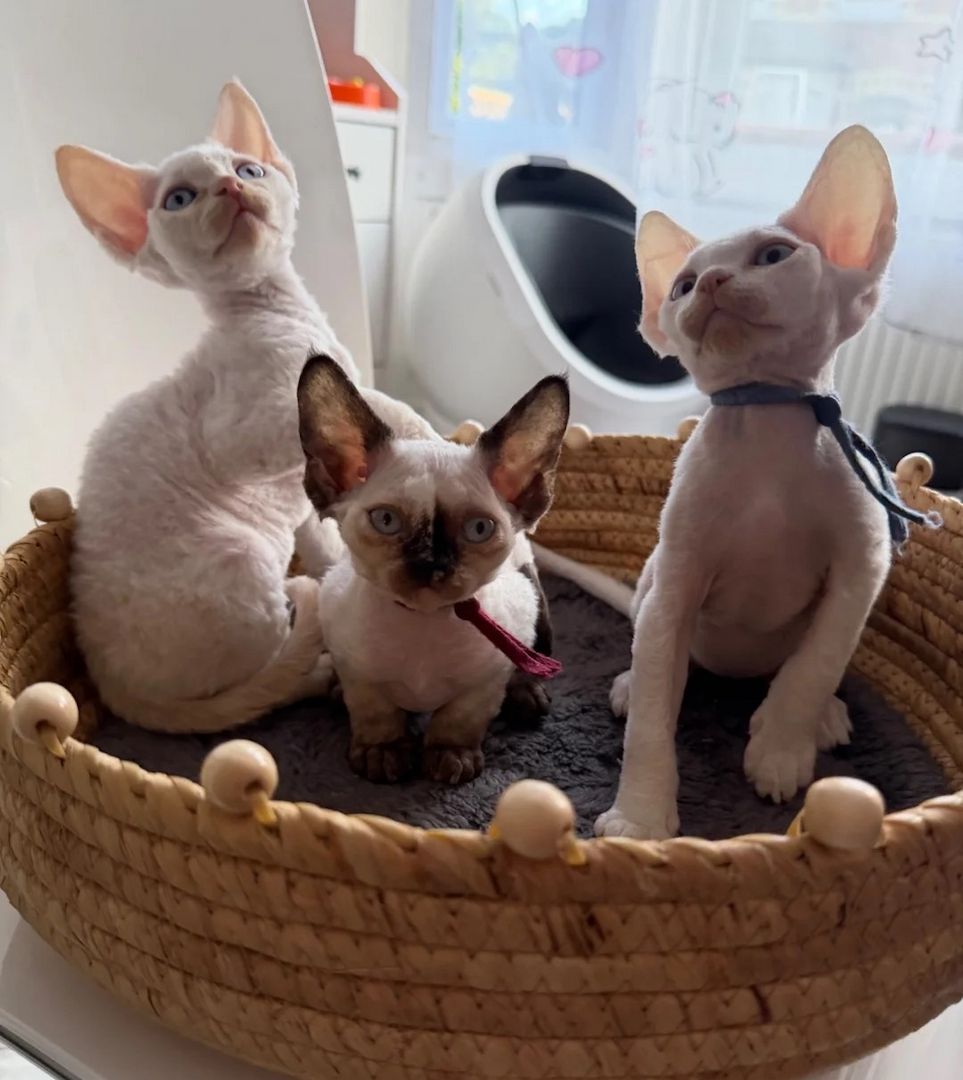 Devon-Rex-Kätzchen