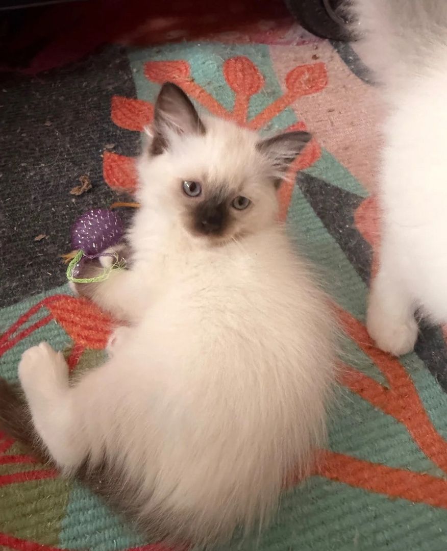 Süße Ragdoll-Kätzchen zu verkaufen