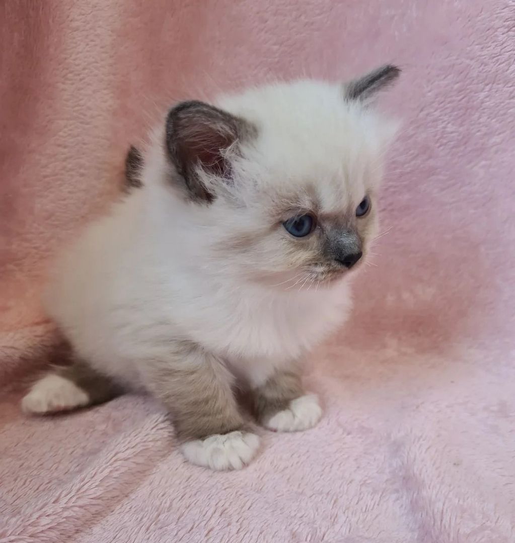Ragdoll-Munchkin-Kätzchen zu verkaufen