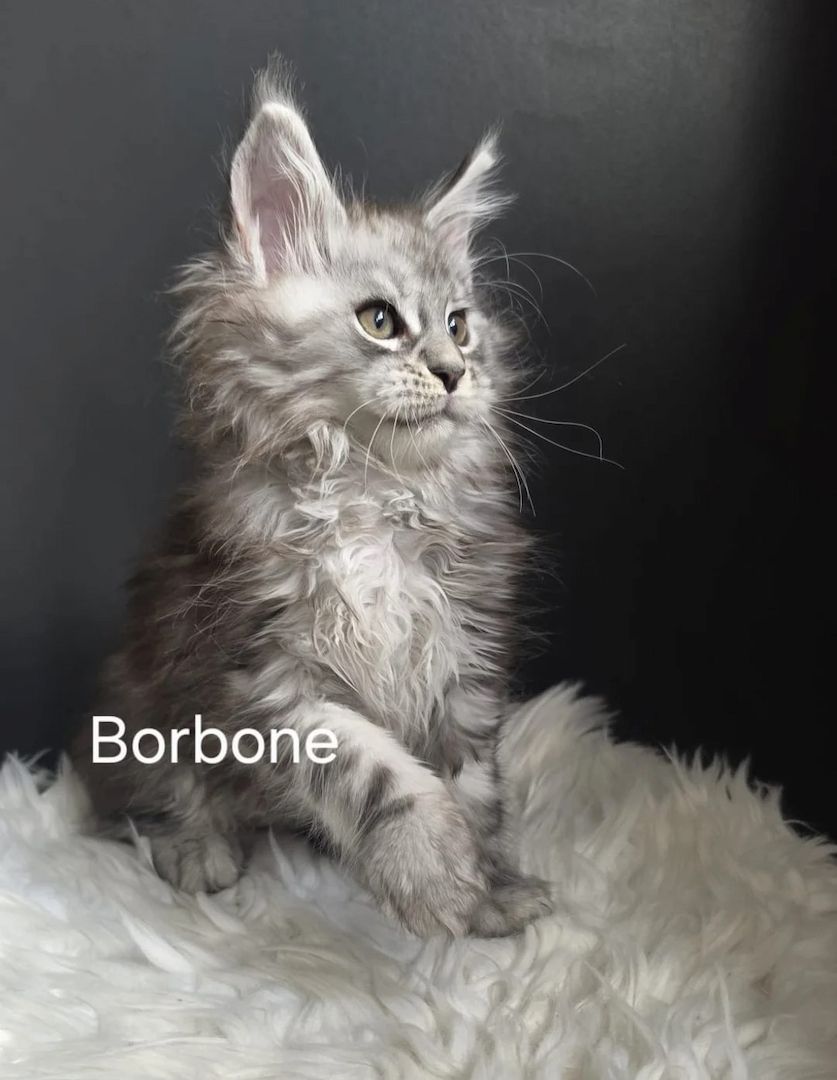 Hervorragende Maine-Coon-Kätzchen