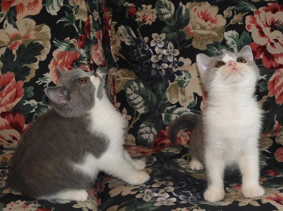 Britisch Kurzhaar (BKH), Katzenbabies, Katzenbabys, Kitten, (w)