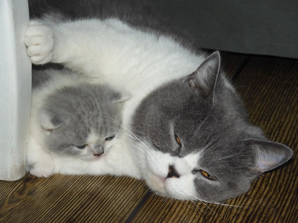 Britisch Kurzhaar (BKH), Katzenbabies, Katzenbabys, Kitten, (w)