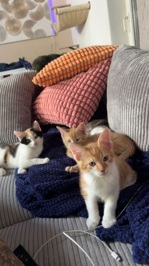 Katzen Kinder Babys 12 Wochen alt
