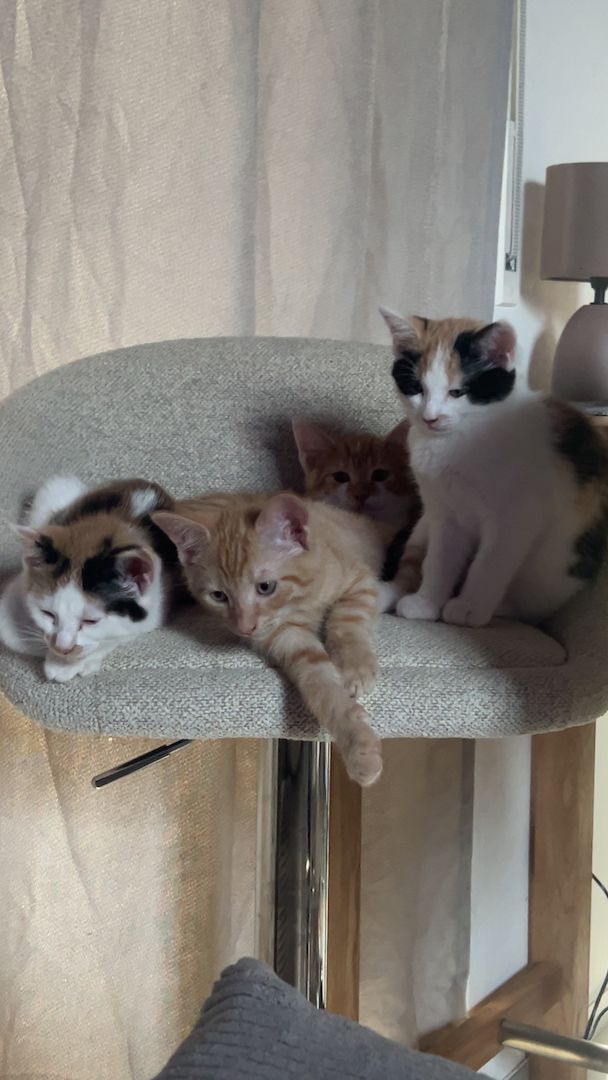 Katzen Kinder Babys 12 Wochen alt