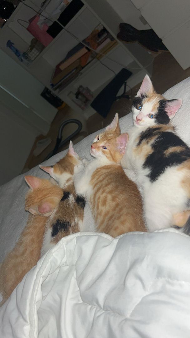 Katzen Kinder Babys 12 Wochen alt