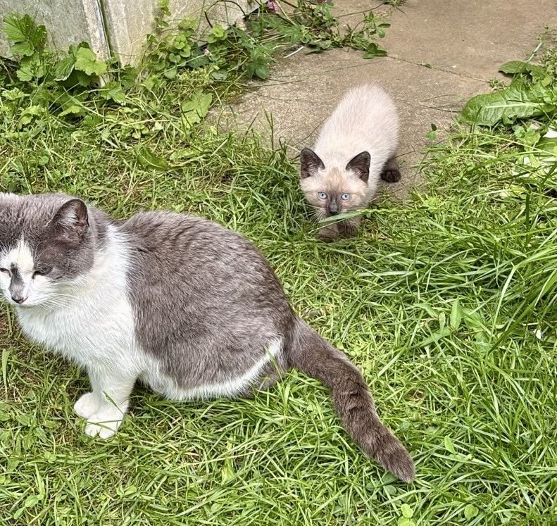 Zwei süße Kater vom Land