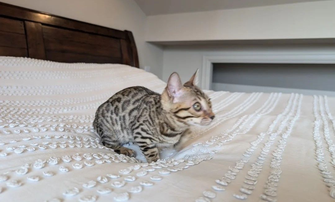 Wunderschöne Bengal-Kätzchen