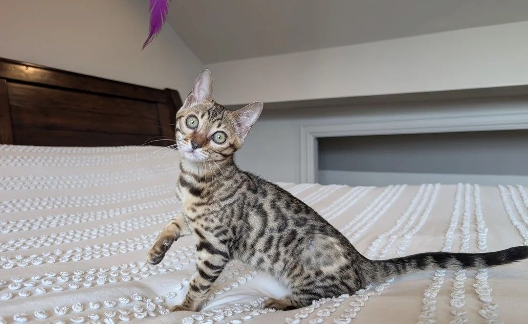 3 Bengal-Kätzchen