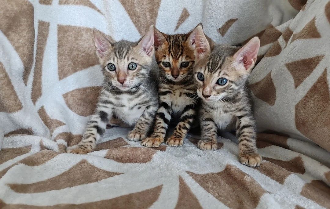 4 Wunderschöne Bengal-Kätzchen