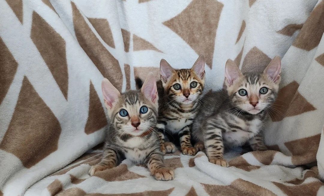Wunderschöne Bengal-Kätzchen