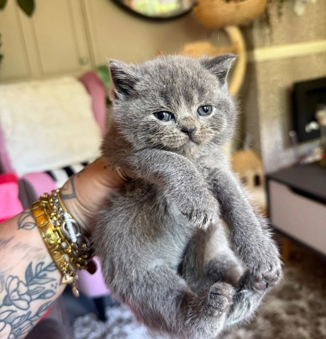 😻 Britisch-Kurzhaar-Kätzchen zu verkaufen 😻🥇🏆🐾