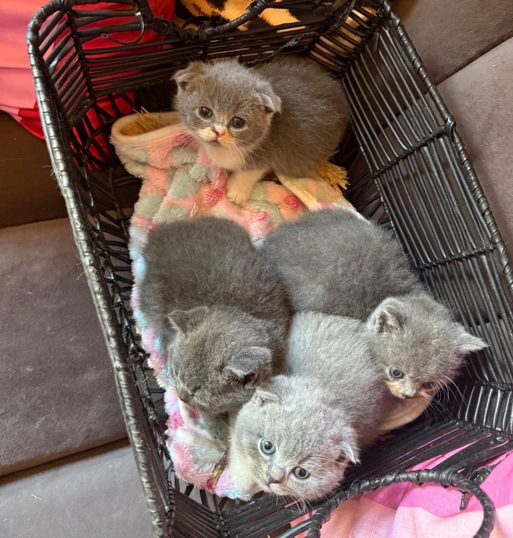 😻 Britisch-Kurzhaar-Kätzchen zu verkaufen 😻🥇🏆🐾