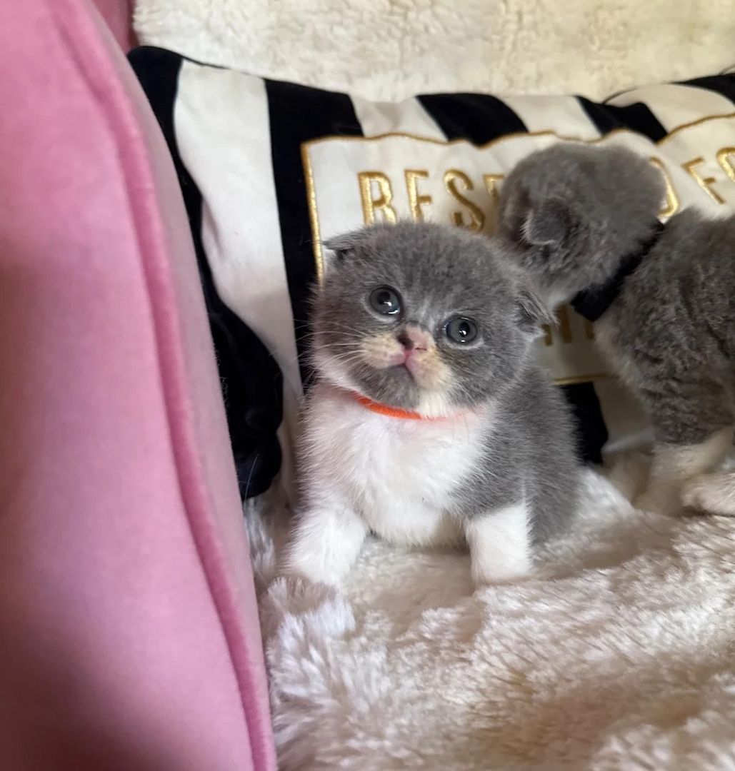 😻 Britisch-Kurzhaar-Kätzchen zu verkaufen 😻🥇🏆🐾
