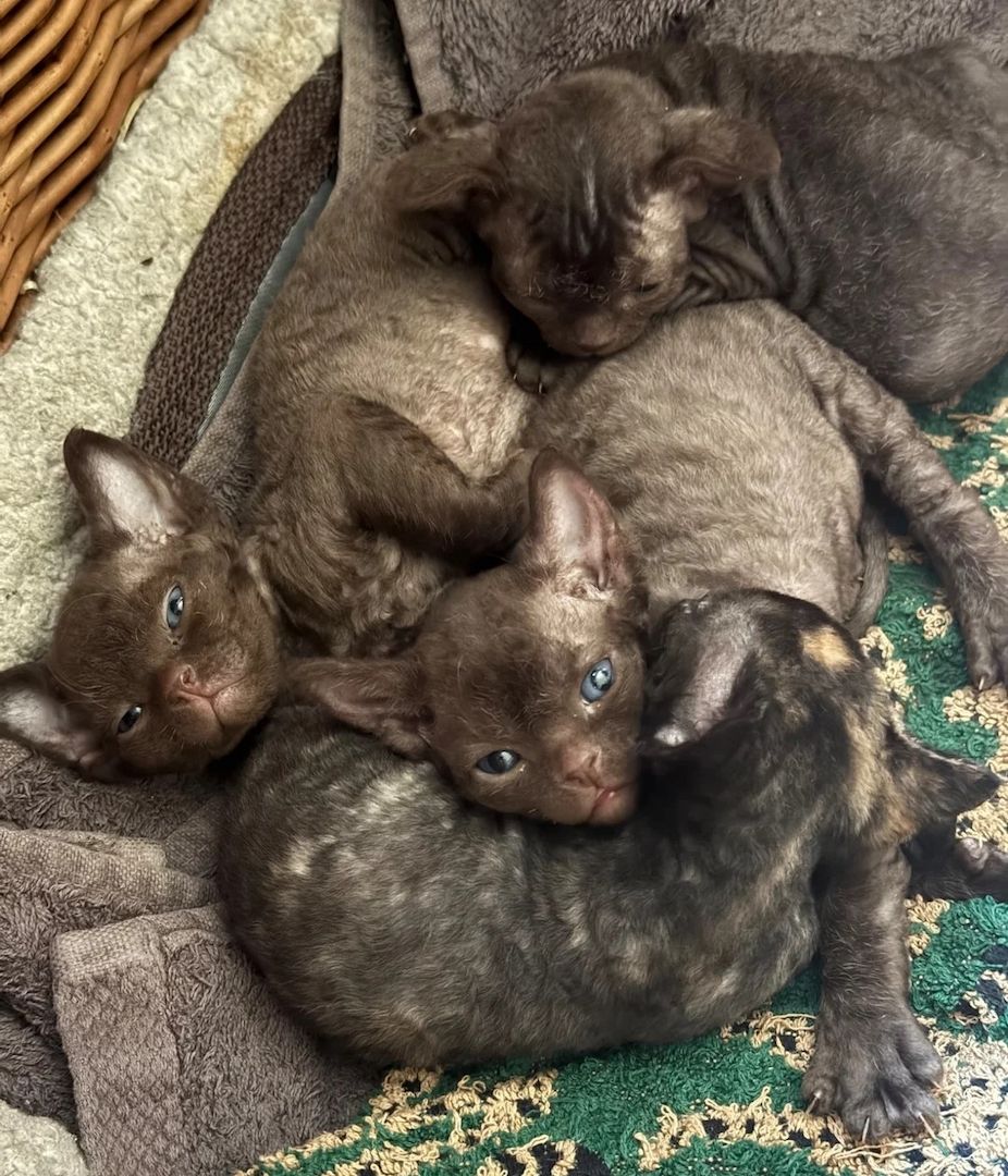 Devon-Rex-Kätzchen