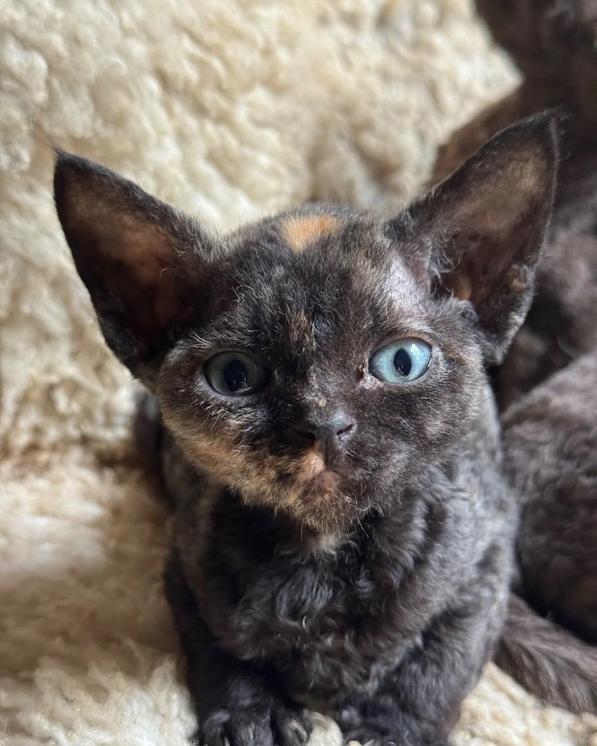 Lernen Sie unsere wunderschönen Devon-Rex-Kätzchen