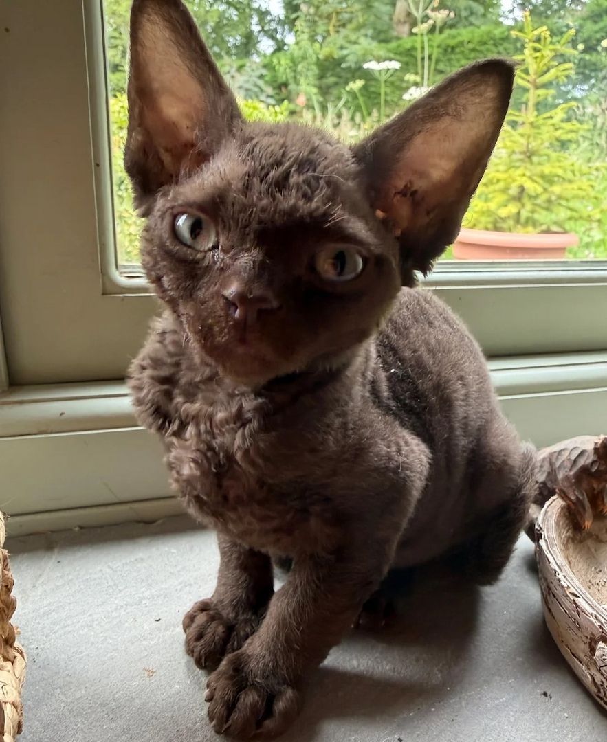 Devon-Rex-Katzen zeichnen sich durch einen wunderbaren Charakter
