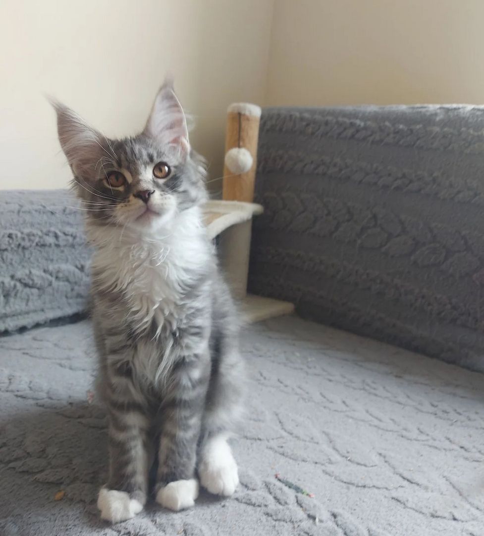 Vier wunderschöne Maine-Coon-Kätzchen